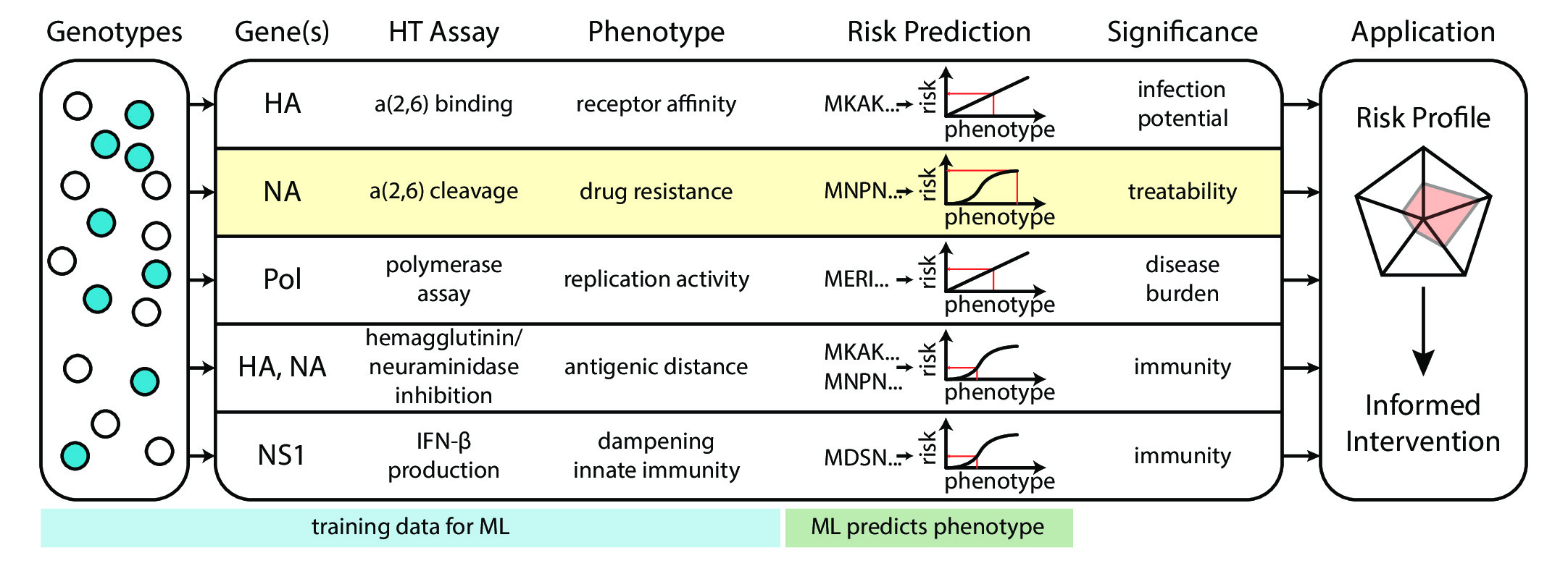 Figure 2: Genomic surveillance data can guide epidemiological interventions, but intermediate phenotypic data are required to bridge the crucial gap mapping genotype to biochemical phenotype. To highlight an example, the influenza nueraminidase (NA) is targeted by oseltamivir (Tamiflu) and zanamivir, and can develop drug resistance, thereby decreasing the effectiveness of the drug and increasing the capacity of the virus to replicate in the presence of drug treatment. Machine learning models can be trained to accurately learn the complex mapping from genotype to phenotype, with quantified precision. Having accurate and precise predictions can impact policy decisions, such as whether to deploy stockpiles of drugs or to shift focus to other interventions.