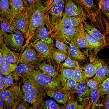 Fluorescent microscopy cells