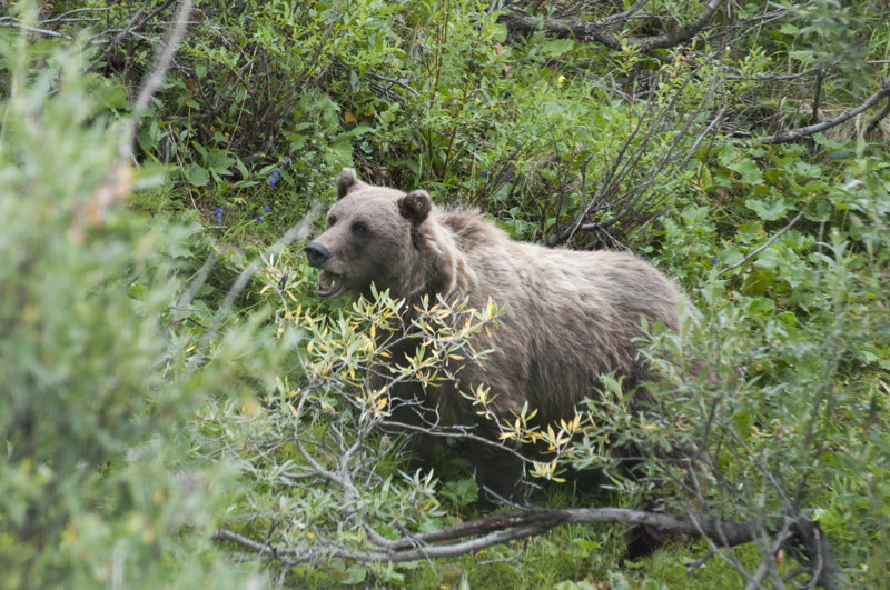 Bearly There