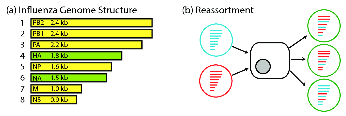 Figure 1: (a) Influenza A virus genome structure. The influenza virus is comprised of 8 RNA segments. (b) Reassortment. Reassortment is the process by which two viruses co-infect the same host cell and produce progeny virus that contain segments from both parental viruses.