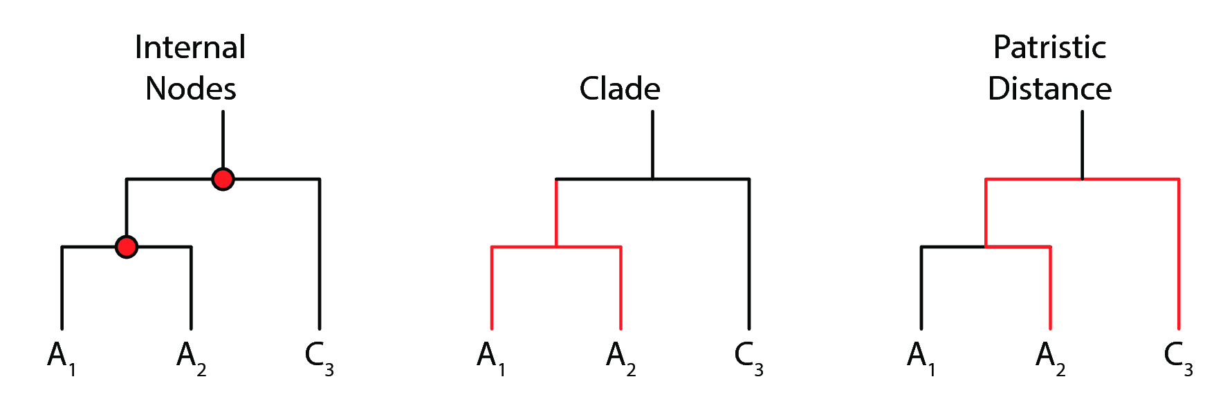 Figure 5: Visual definition of internal nodes, clades, and patristic distances.