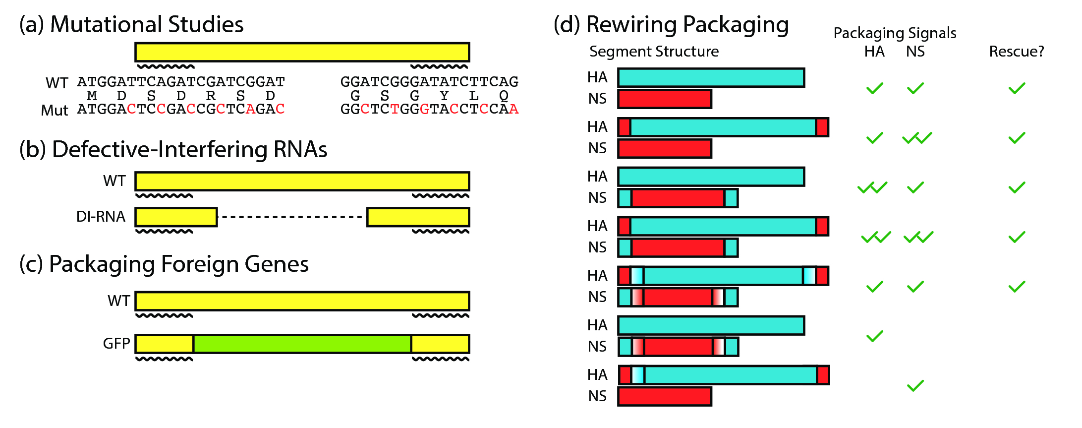 Figure 9: Summary of known results in influenza genome packaging. (a) Mutating the 3rd codon positions in the packaging regions reduces packaging efficiency, thus highlighting their importance. (b) Defective-interfering RNAs harbouring only the packaging signals can interfere with live virion production. (c) Foreign genes, such as GFP, have been packaged into the influenza virus by flanking them with packaging signals. (d) Packaging signals can be swapped between segments, but a packaging signal sequence must be present on each gene in order to rescue live virus.