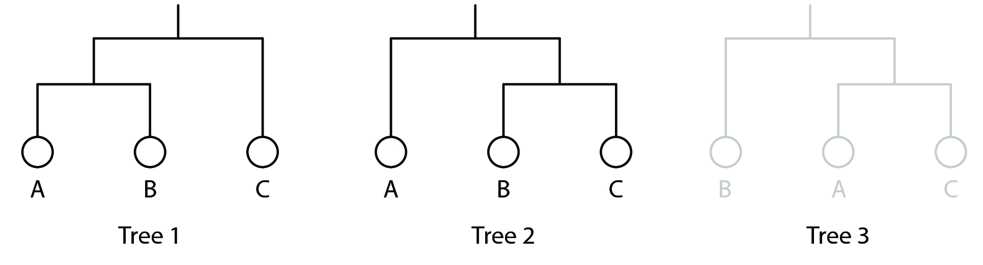 Figure 2: Maximum parsimony-based reconstruction of the character states. The non-parsimonious tree (Tree 3) is greyed out.