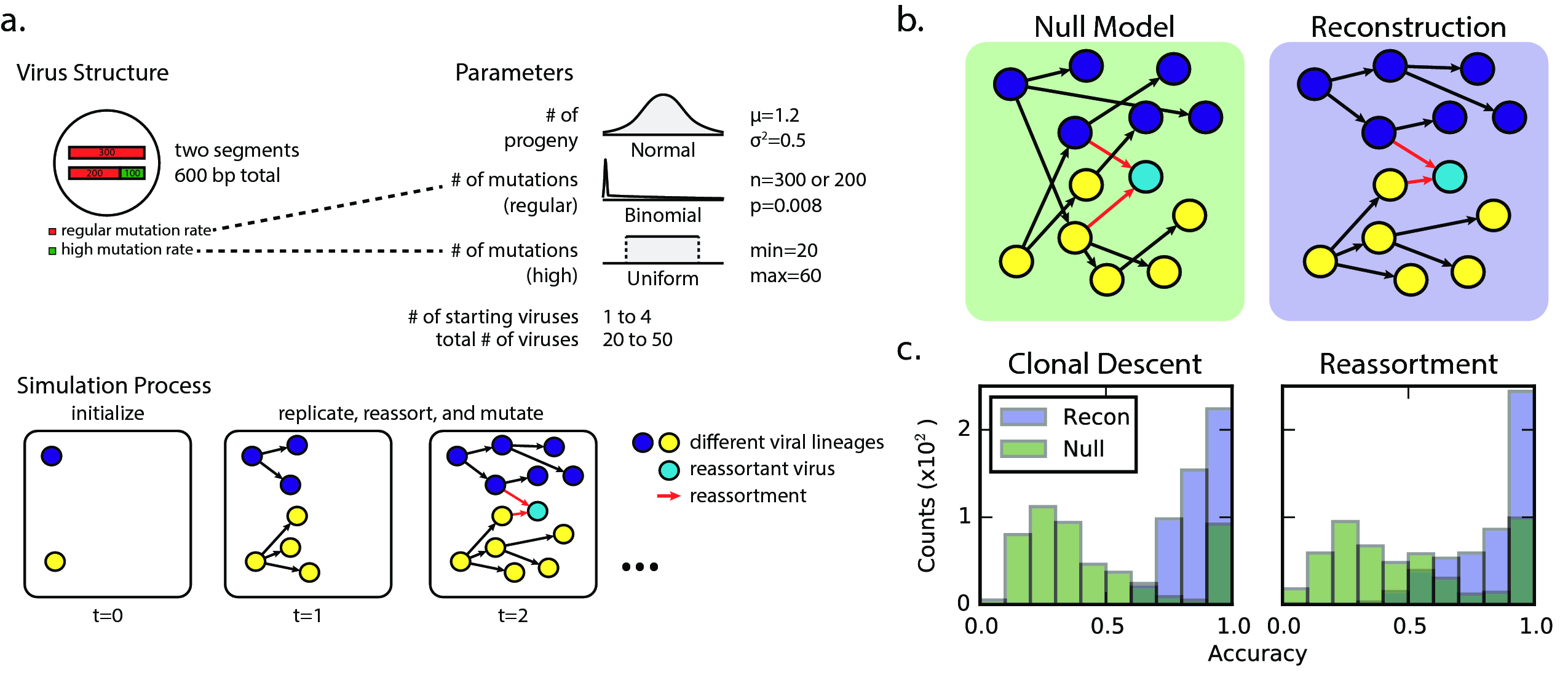 Figure 11: Viral simulation results. (a) Schematic of simulation studies conducted on a model two-segment virus with one segment capable of hypermutating in a short region of it. (b) In the null model, genomic information is ignored and a source virus is picked at random from isolates prior to it in time. Reassortants remain identified as reassortants, but sources are changed. In the proper reconstruction, sources are chosen to minimize genetic distance across two segments. (c) Distribution of proportion of reassortant viruses accurately identified under a proper reconstruction (blue bars) as opposed to a null model (green bars).