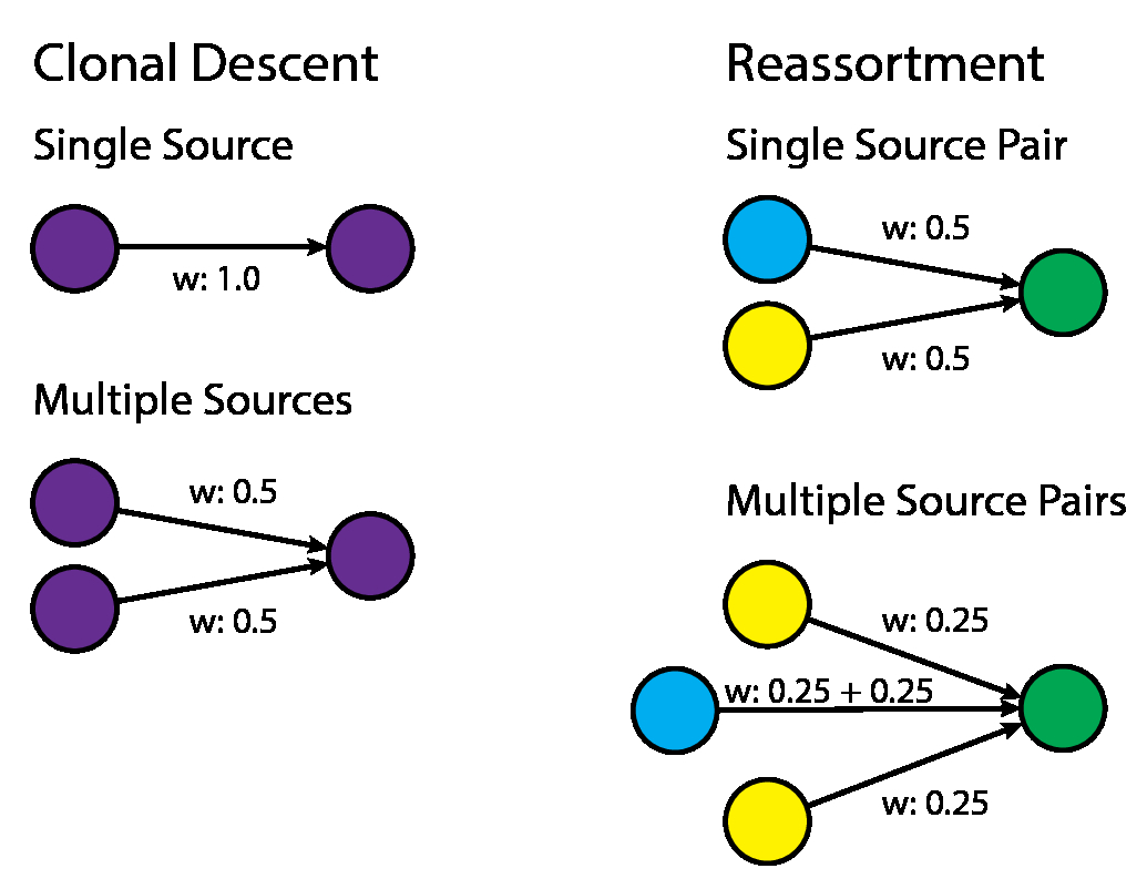 Figure 18: Illustration of how our network reconstruction method deals with multiple plausible sources, for the “Clonal Descent” and “Reassortment” scenarios. Weightings, rather than summed pairwise identities, are shown on the edges. Colours represent different viral lineages.