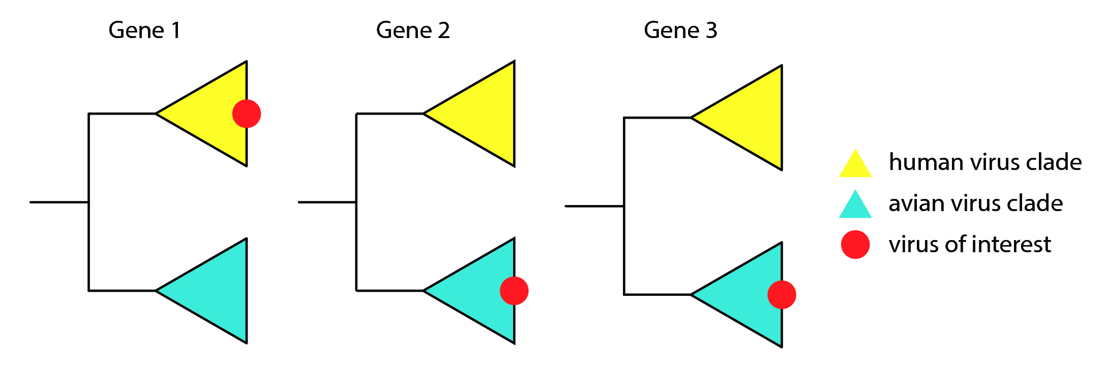 Figure 6: An illustration of how reassortment is inferred for a single virus.