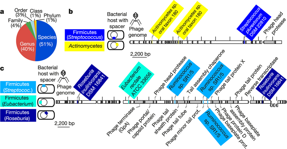 On phage genomes, here's where CRISPR spacers are found.