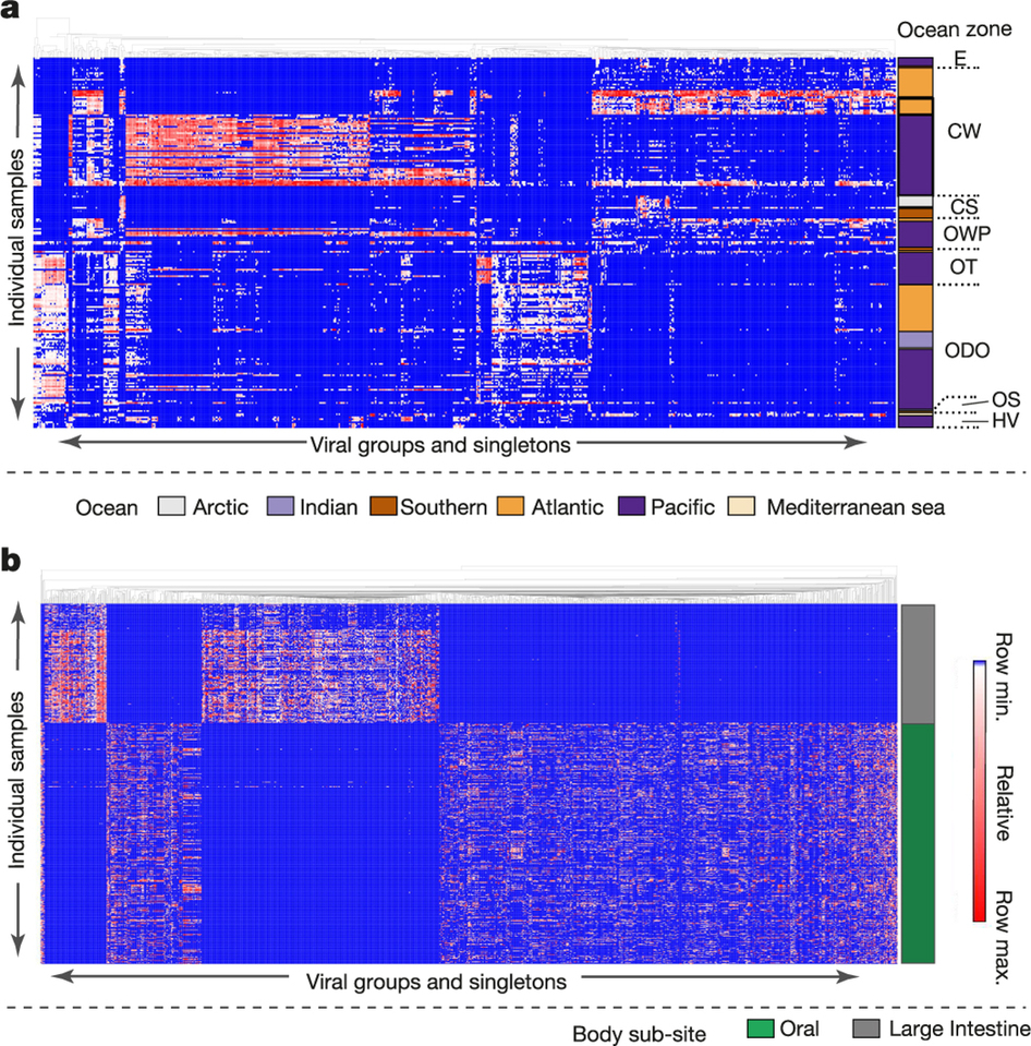 Viral distribution patterns in marine and human samples.